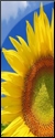 SunFlower-