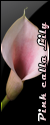 Pink Calla Lily